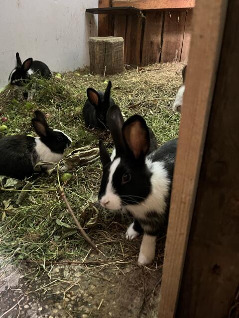 Hasen, Kaninchen