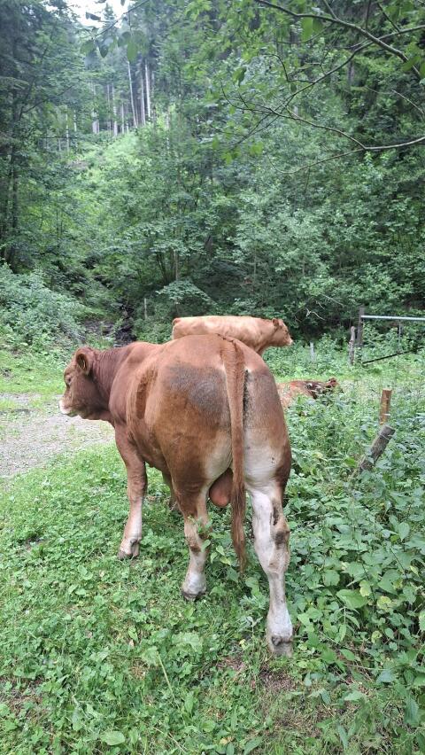 Limousin-Stiere