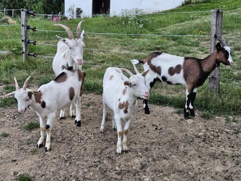 Ziegenkitze 10x weiblich, Steirische Scheckenziege