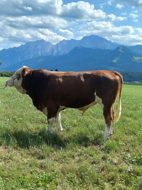 Genetisch hornloser Zuchtstier