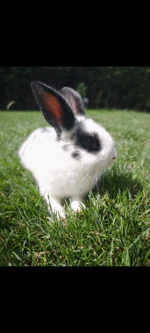 Junger Hase