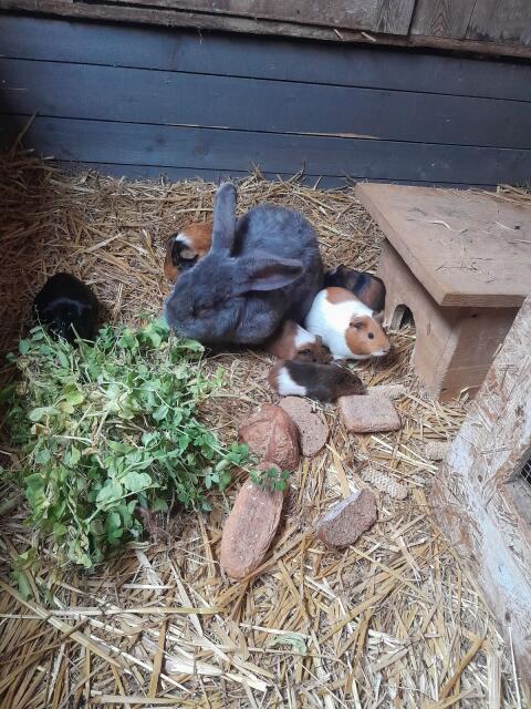 Meerschweinchen