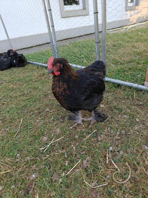 Marans-Junghähne zu verkaufen