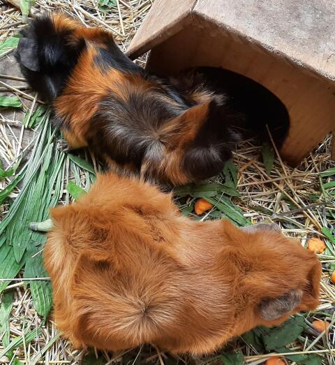 Meerschweinchen unterschiedlichen Alters
