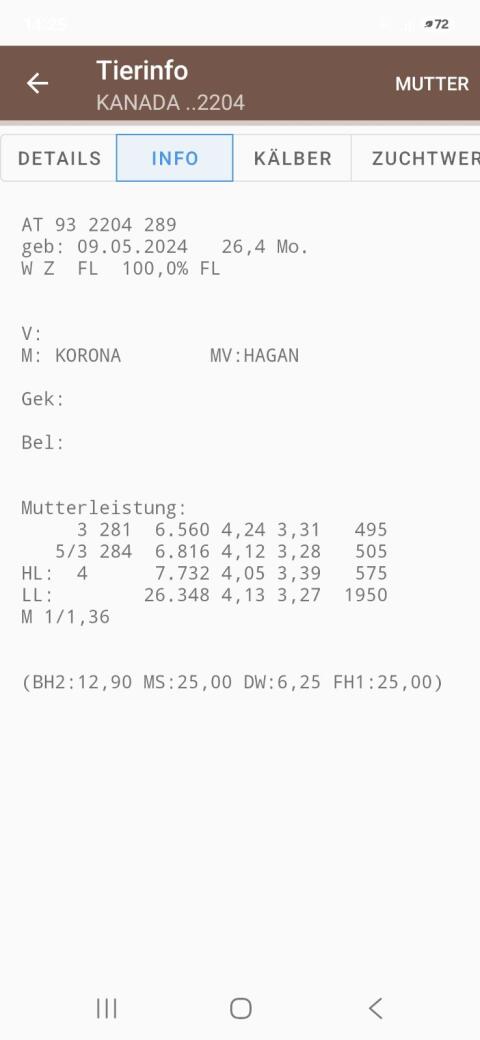 Trächtige Bio Fleckviehkalbinnen