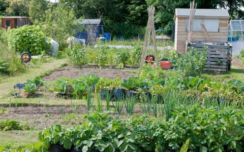 Suche kleine Wiese oder Gartenstück zur Pacht/Kauf