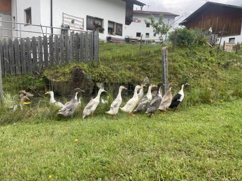 Laufenten