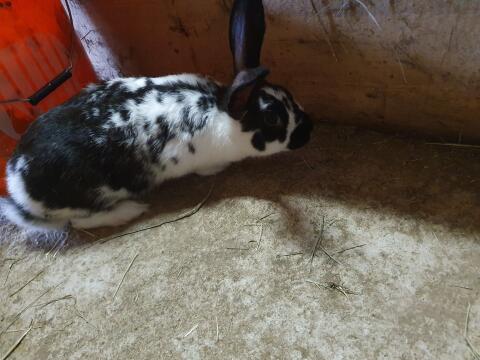 Hase, Rammler zur Zucht