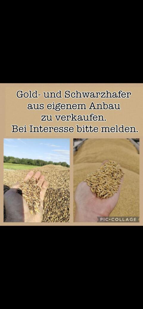Aktion. Gold- und Schwarzhafer aus Ernte 2025/26