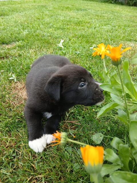 Border-Collie-Mischlingswelpen