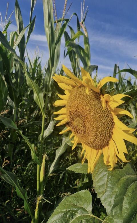 Suche Bio-Silomais ab Feld