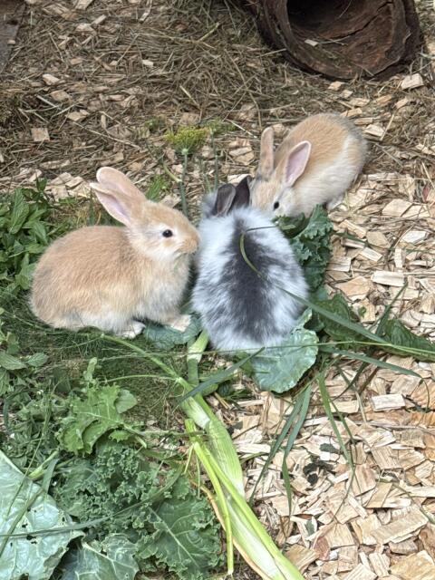 Hasenbabys Hasen