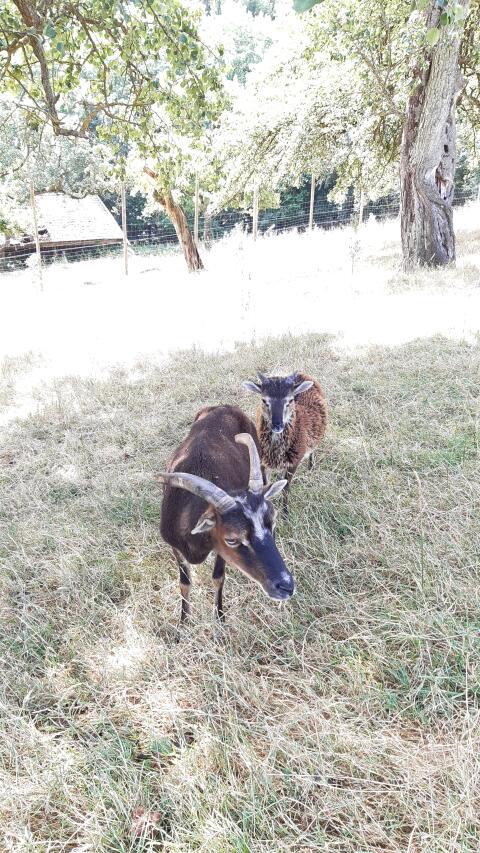 Soay-Jungschafe