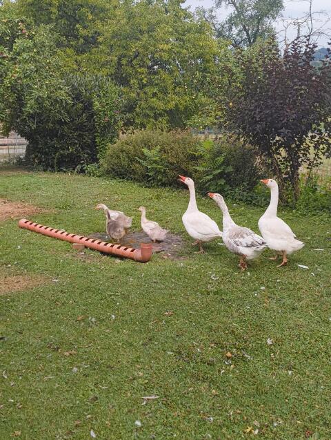 Verkaufe Enten und Gänse