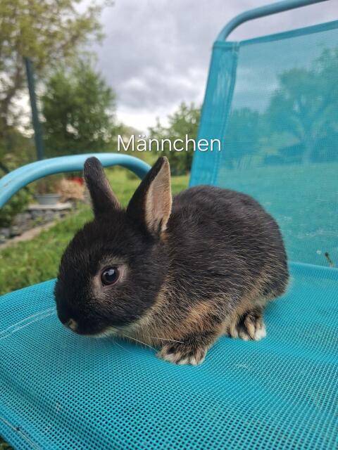 Zwergkaninchen