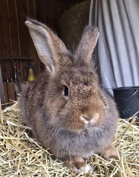 Löwenkopfkaninchen-Mischling, Hase