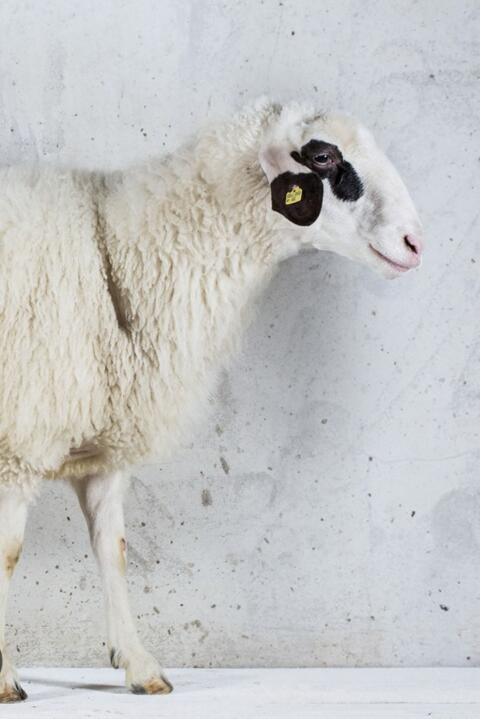 Brillenschaf-Widder