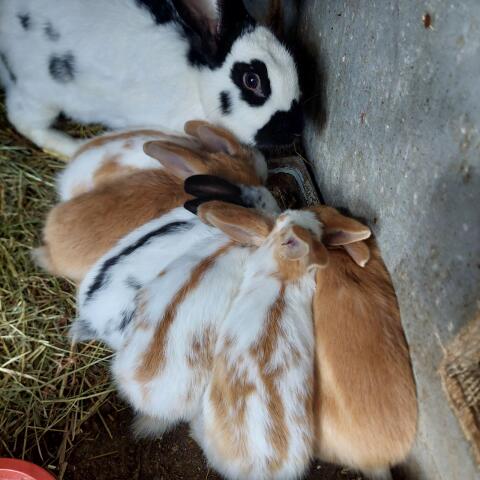 Kaninchen
