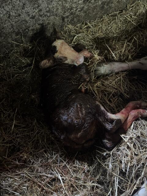 Kalb frisch geboren