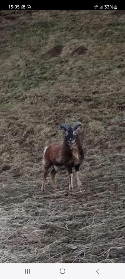 Soay Schafwidder