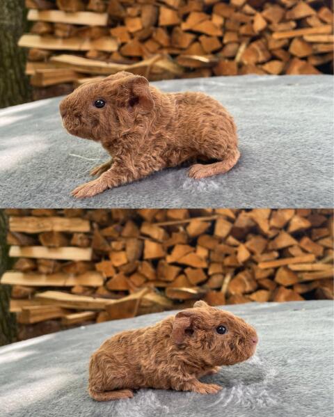 US-Teddys aus Vereinszucht