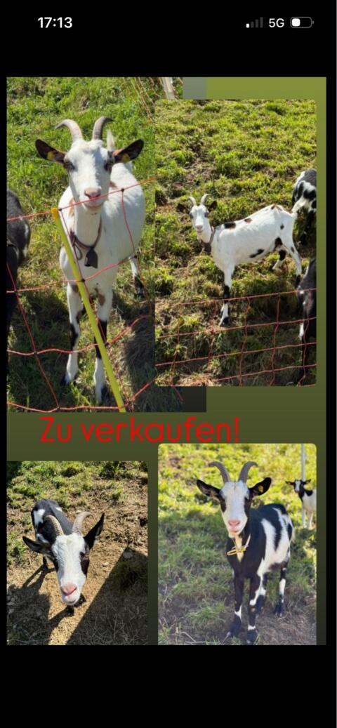 2 Tauernschecken-Ziegen