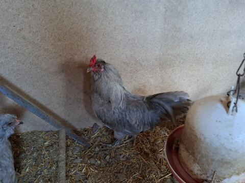 Lavender Araucana