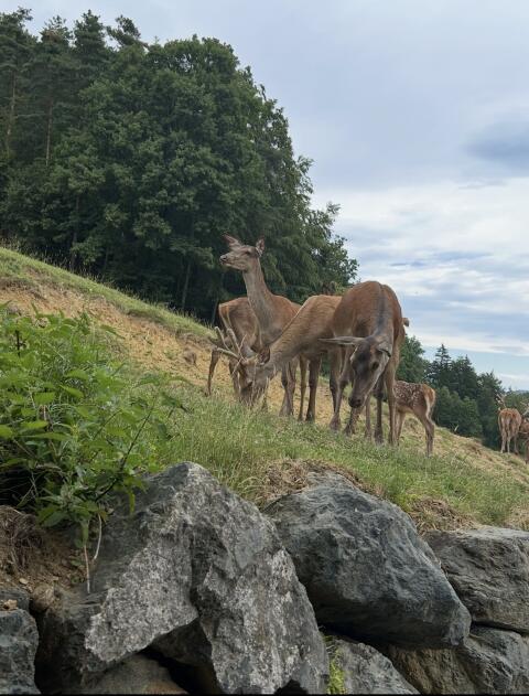 Weibliches Rotwild, Schmaltiere