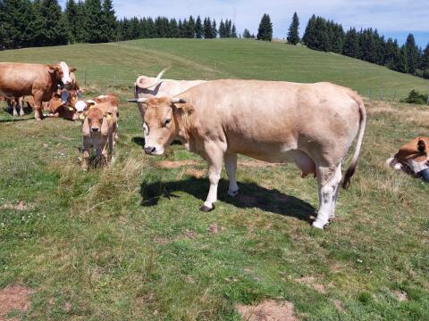 Bio Murbodner Mutterkuh mit Kalb