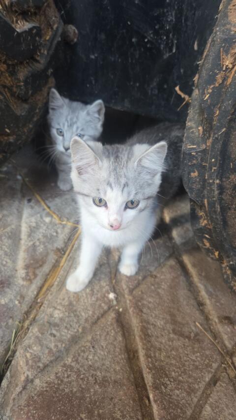 Katzen