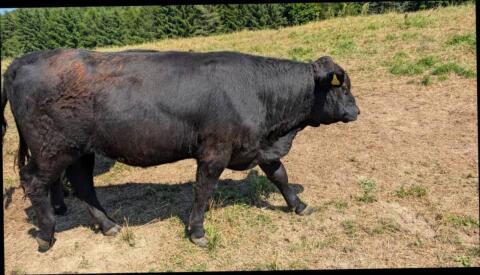 Galloway-Kalbinnen und Stiere