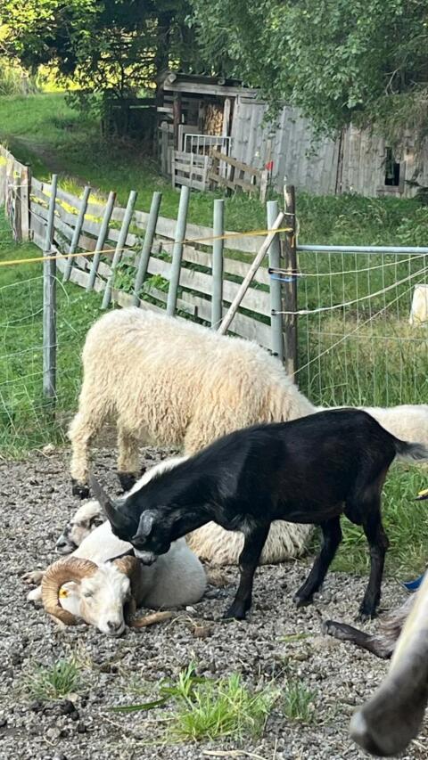 Blober Bock