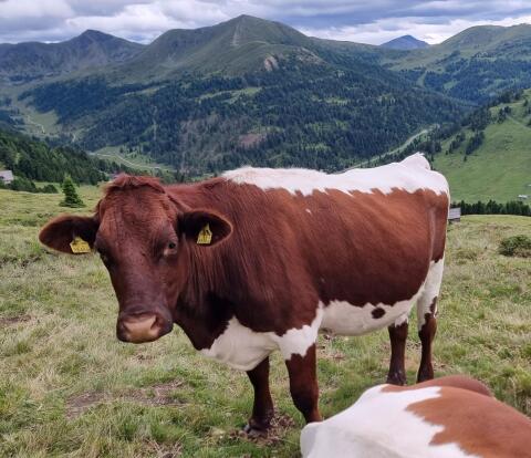 Pinzgauer Bio-Kalbinnen zu verkaufen