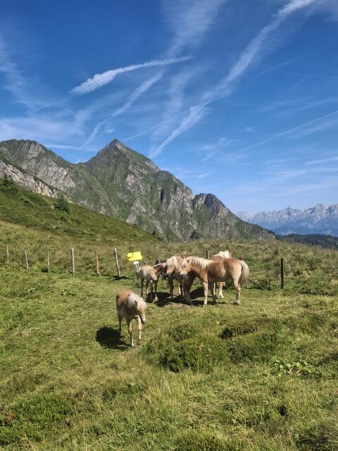 Haflinger