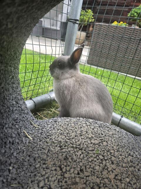 Zwergkaninchen, Hasen, Farbenzwerge, Kaninchen