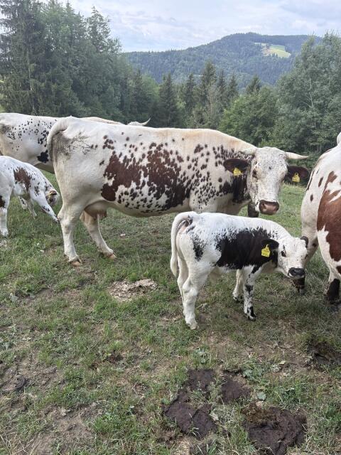 Bio Pustertaler Sprinze