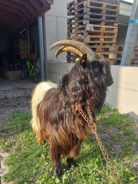 Walliser Bock