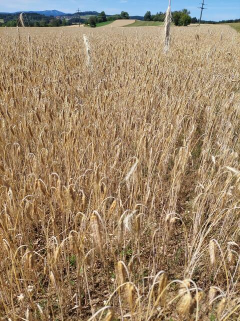 Verkaufe Bio-Triticale