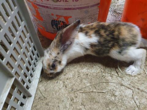 Hase, Rammler zur Zucht