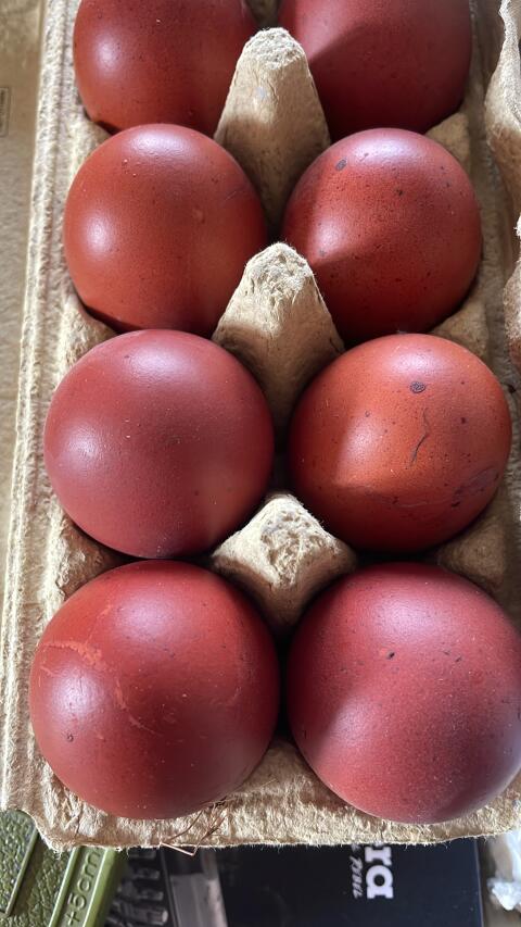 Marans, 1 Hahn und 1 Henne