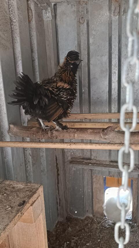 Strupphuhn