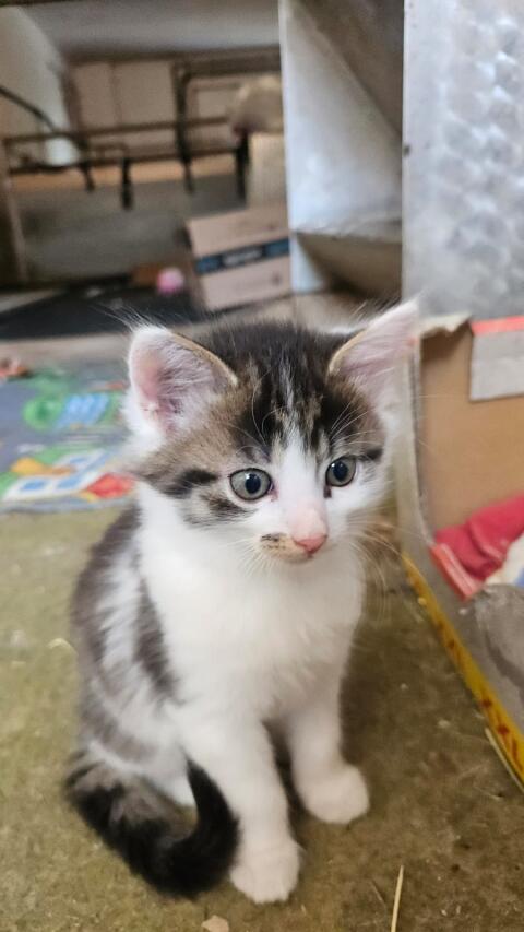 Babykatze