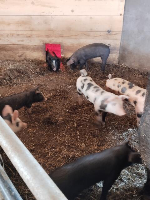 Mastschweine