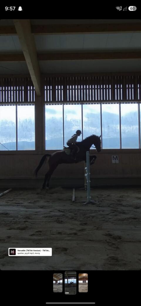 Suche Reitbeteiligung, Pferd zur Verfügung