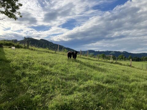 Jura Lämmer