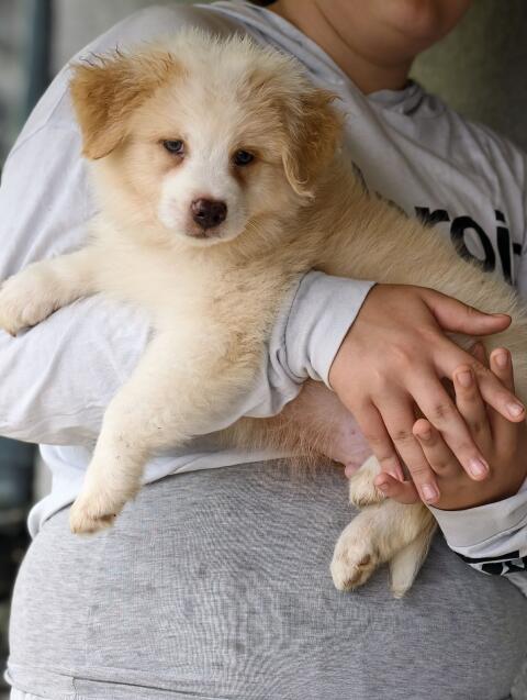Australian Shepherd mit Ahnentafel