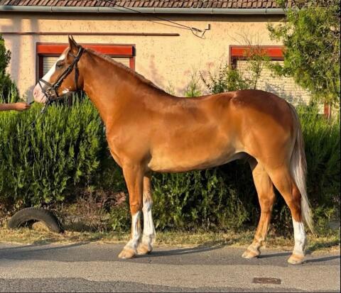 Braver Haflinger-Wallach sucht ein neues Zuhause