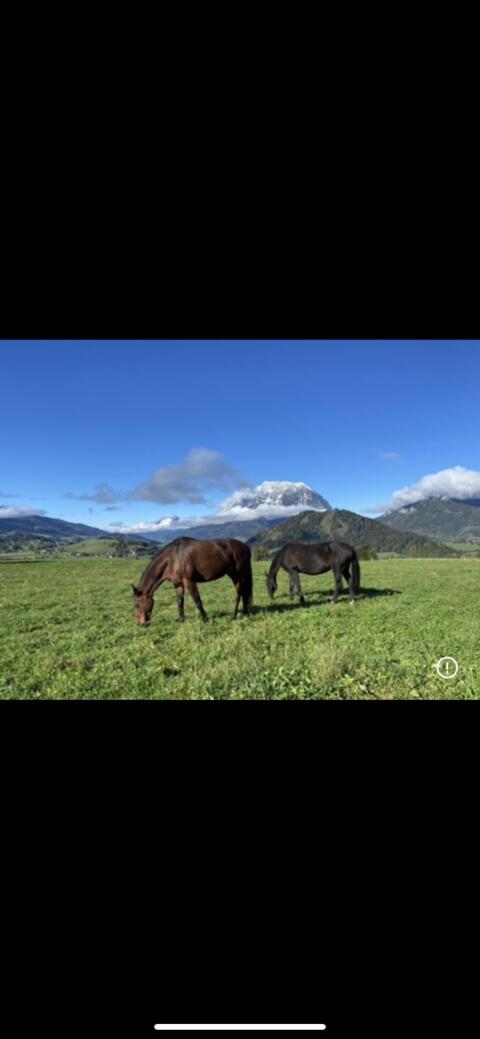12-jährige Warmblutstute