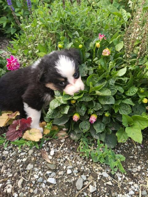 Australian Shepherd-Mischling