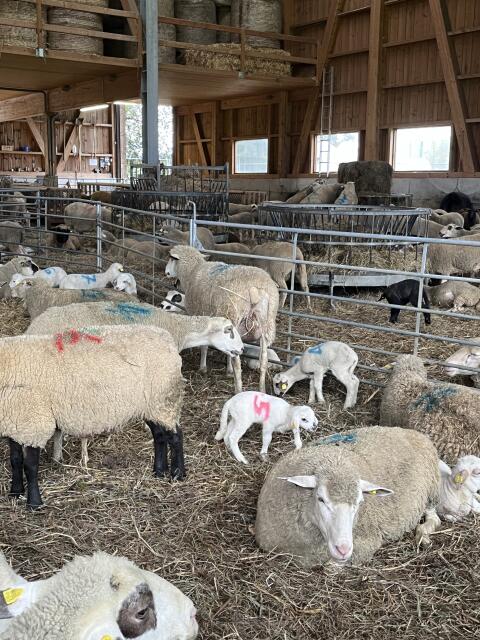 Suche jüngeren Bio-Merino-Widder